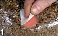 magic rye mushbag growkit 1