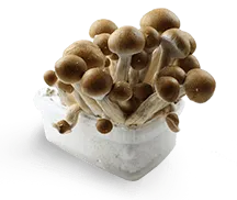 Psilocybe Cubensis Grow Kit