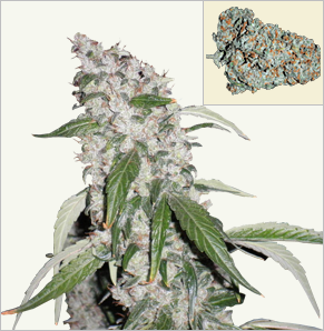 White Haze auto-flowering cannabis samen